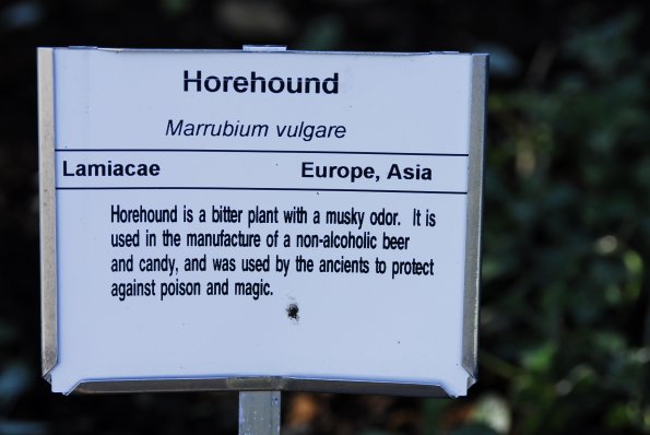 Horehound