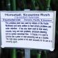 View the image: Horsetail