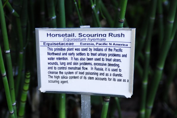 Horsetail