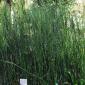 View the image: Horsetail