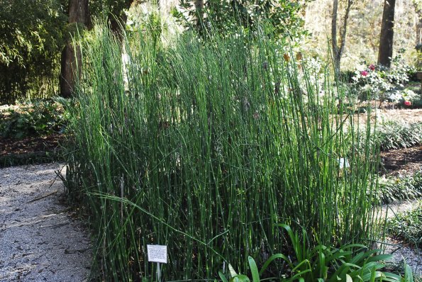 Horsetail