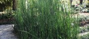 View the Album: Horsetail
 2 images(s)