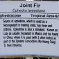 View the image: Joint Fir