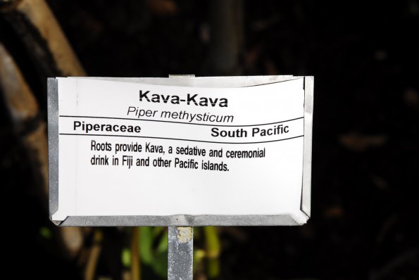 Kava