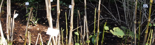 Medicinal Plants:
Kava:
Kava