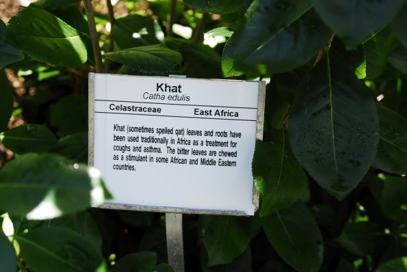 Khat