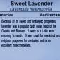 View the image: Sweet Lavender