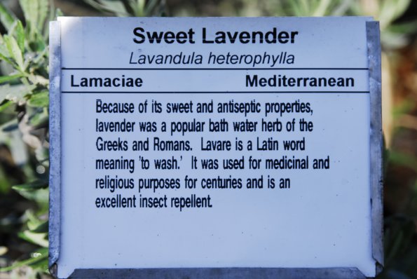 Sweet Lavender