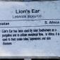 View the image: Lion's Ear