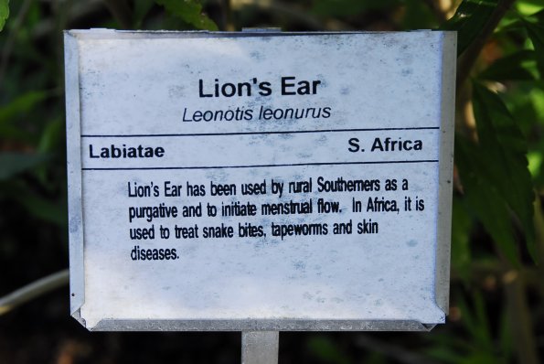 Lion's Ear