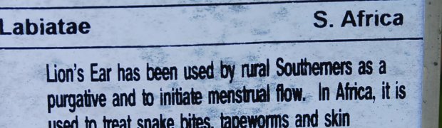 Lion's Ear:
Lion's Ear