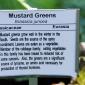 View the image: Mustard Greens