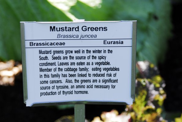 Mustard Greens