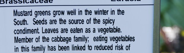 Mustard Greens:
Mustard Greens