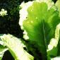 View the image: Mustard Greens