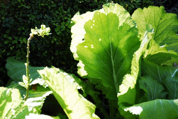 Mustard Greens