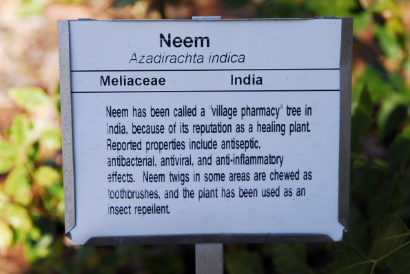 Neem