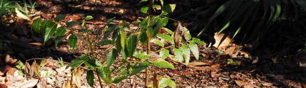 Neem:
Neem