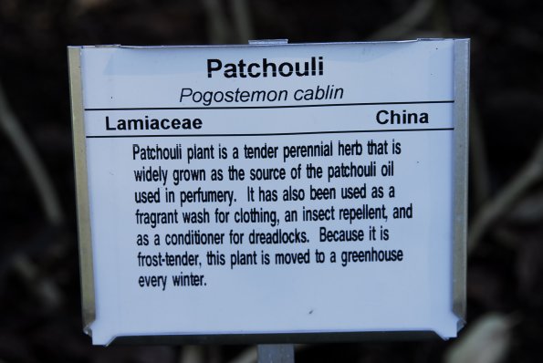 Patchouli