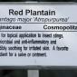 View the image: Red Plantain