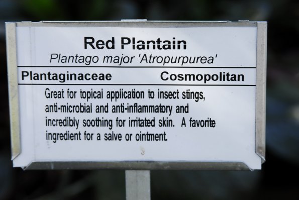 Red Plantain