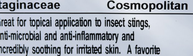 Medicinal Plants:
Red Plantain:
Red Plantain