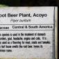 View the image: Root Beer Plant