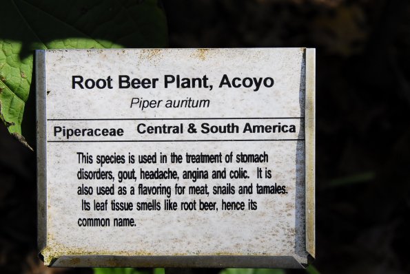 Root Beer Plant