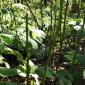 View the image: Root Beer Plant