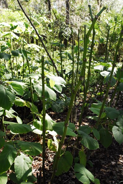 Root Beer Plant