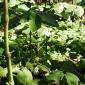 View the image: Root Beer Plant