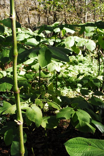 Root Beer Plant