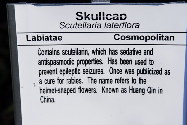 Skullcap