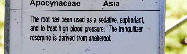 Snakeroot:
Snake Root