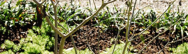 Snakeroot:
Snake Root