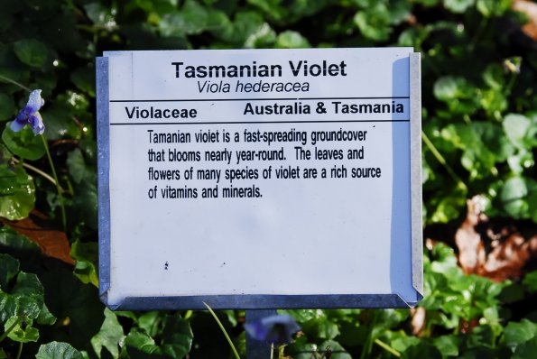 Tasmanian Violet