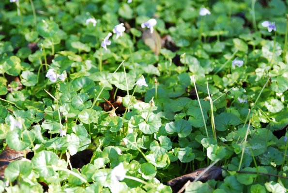 Tasmanian Violet