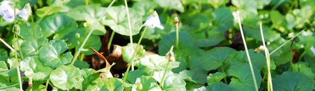 Tasmanian Violet:
Tasmanian Violet