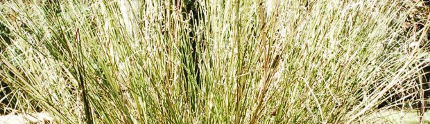 Vetiver:
Vetivar