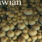 View the image: Hawian