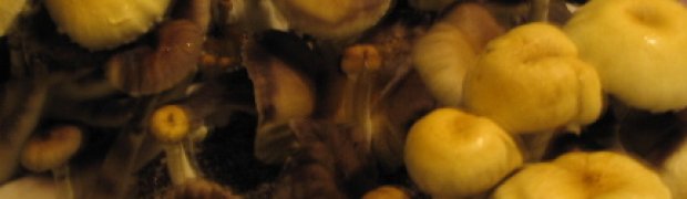 Mushrooms:
Orrisa India
