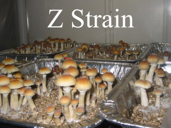 Z Strain