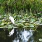 View the image: A Resting Egret- Florida Botanical Gardens