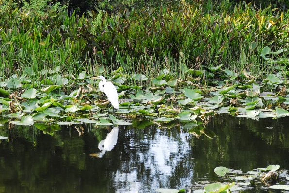 A Resting Egret- Florida Botanical Gardens