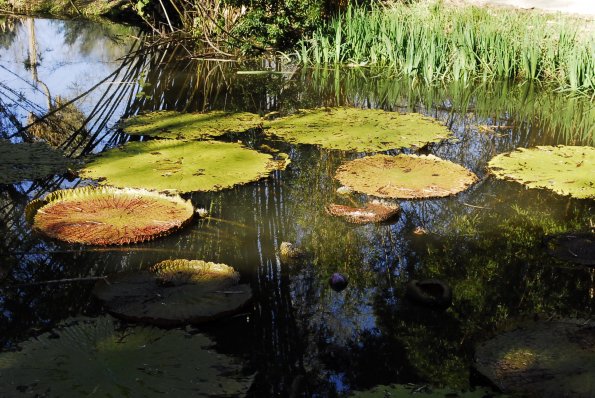 Giant Lily Pads- Gainesville Florida Kanapaha Botanical Gardens