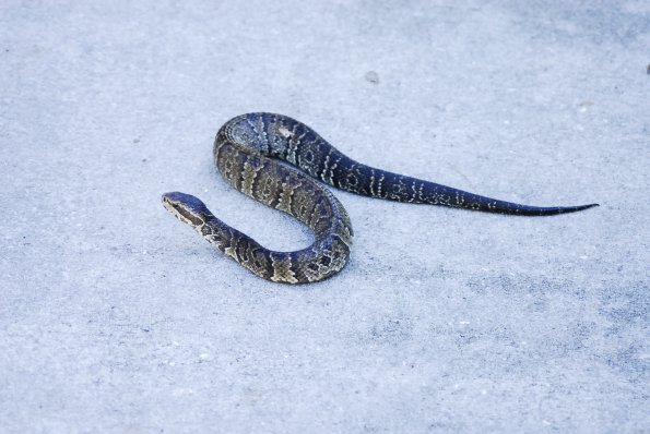 A Crawling Water Moccasin- Gainesville Florida Kanapaha Botanical Gardens