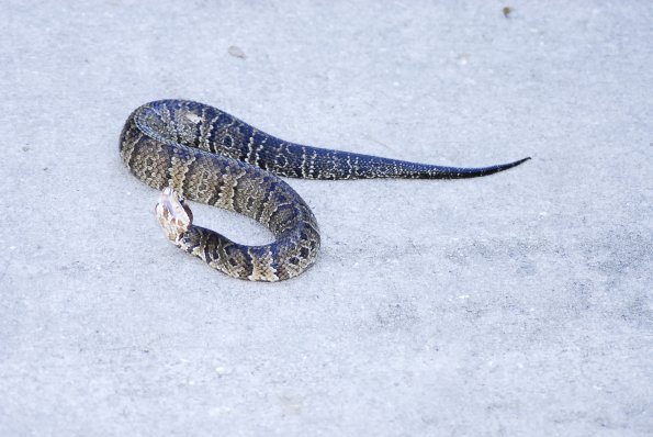 An Angry Water Moccasin- Gainesville Florida Kanapaha Botanical Gardens