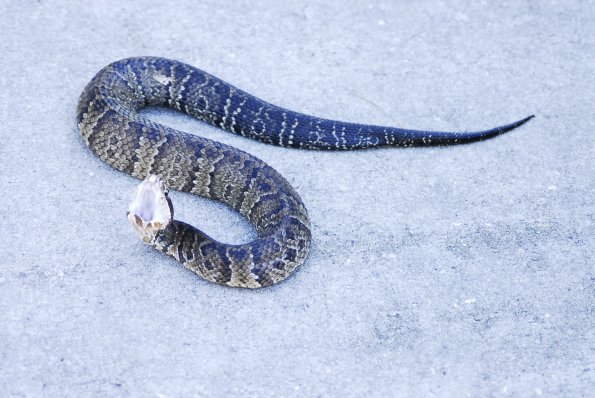 A Ready To Bite Water Moccasin- Gainesville Florida Kanapaha Botanical Gardens