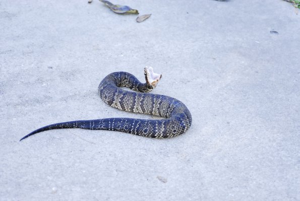 A Very Angry Water Moccasin- Gainesville Florida Kanapaha Botanical Gardens