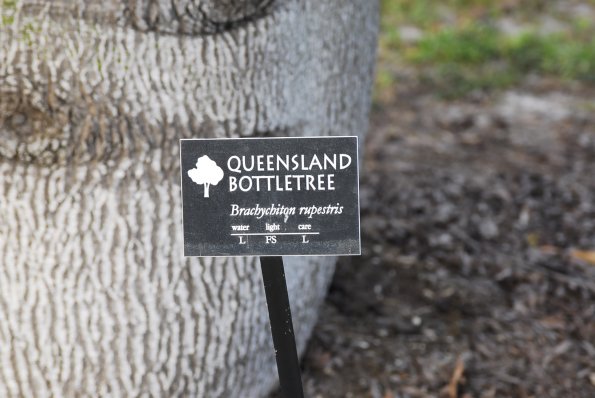 Queensland Bottletree